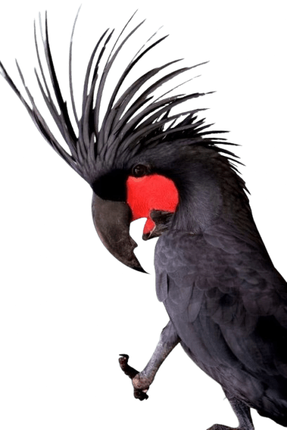 Black Palm Cockatoo
