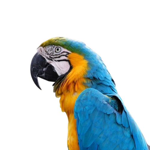 Blue-and-Gold-Macaw-removebg-preview