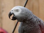 African-Grey-Congo