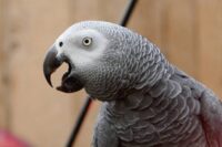 African-Grey-Congo