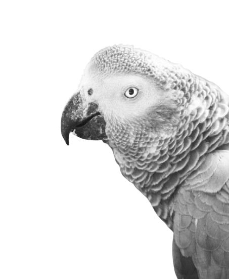 African_grey_Parrot-removebg-preview