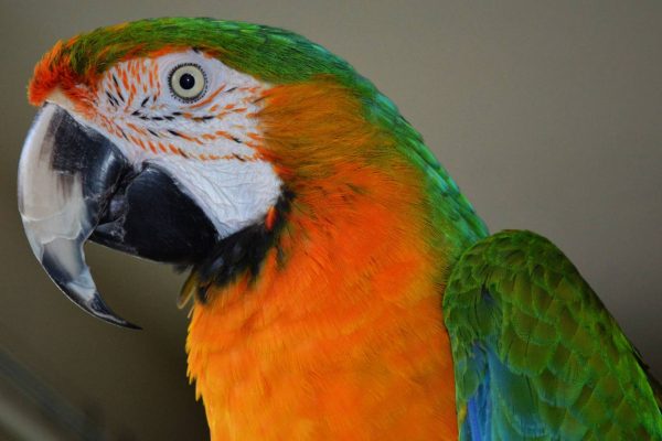 Catalina-Macaw-600x400