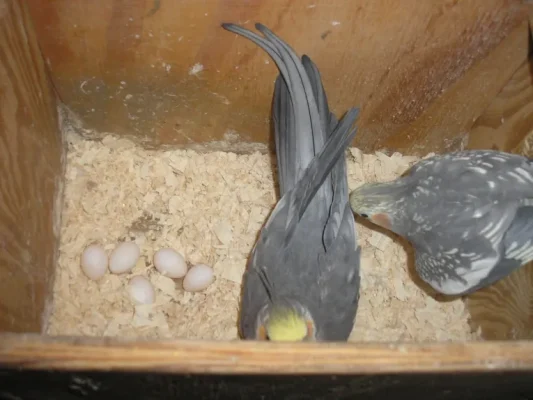 Cockatiel-hatching-eggs-for-sale-533x400 Cockatiel Eggs (Fertile)