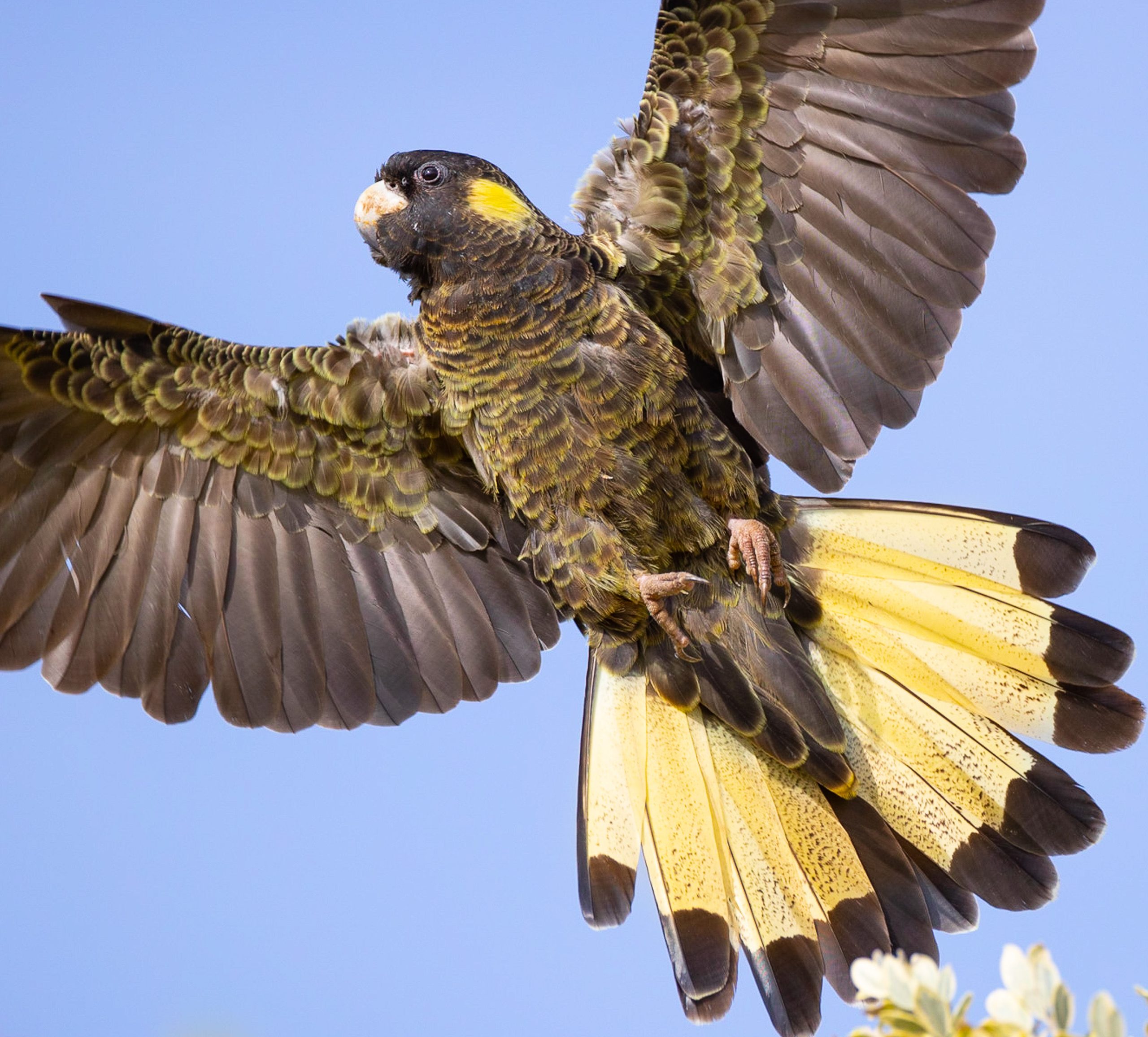 Cockatoo-Black-Yellow-Tailed-@-Bimbi-scaled