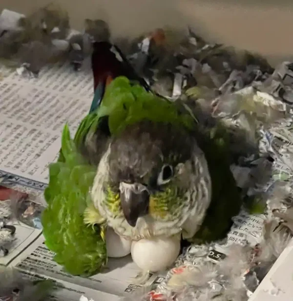 Conure-Eggs-For-sale-600x616