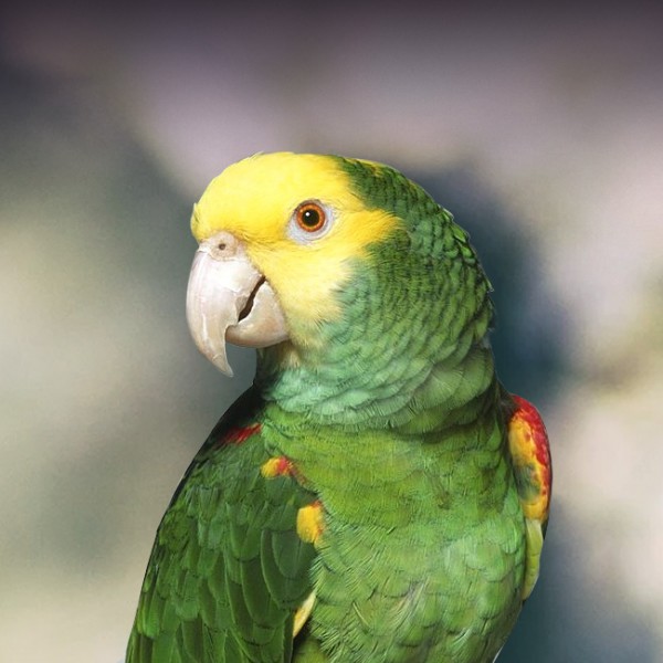 Double-Yellow-Headed-Amazon-1