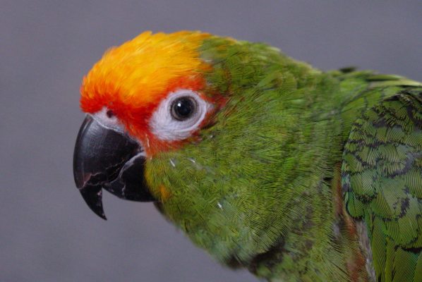 Gold-Capped-Conure-598x400