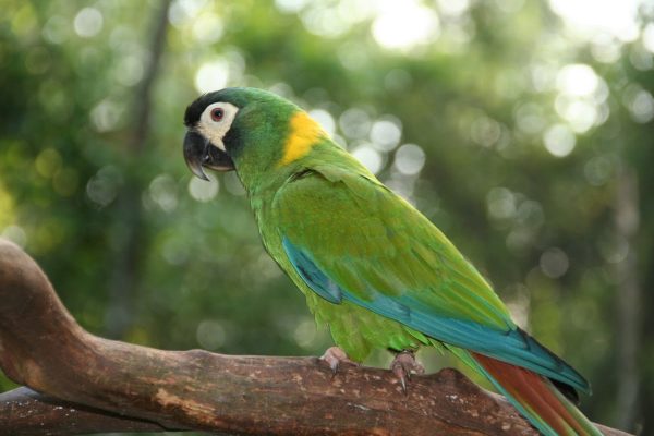 Golden-Collared-Macaw-1-600x400