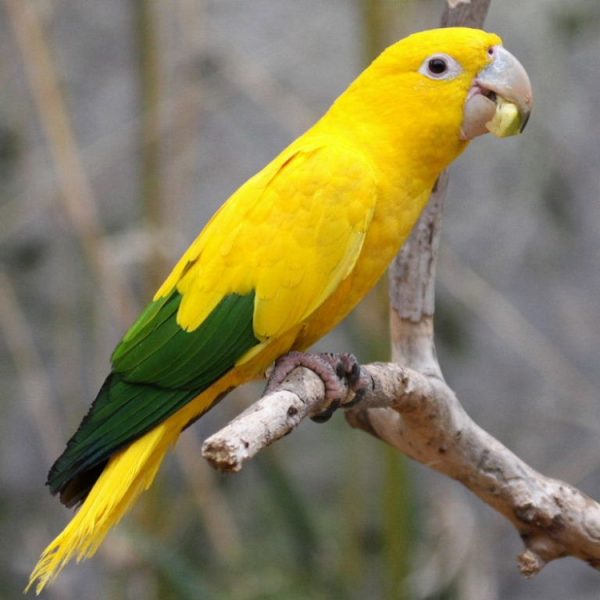 Golden-Conure-4-600x600