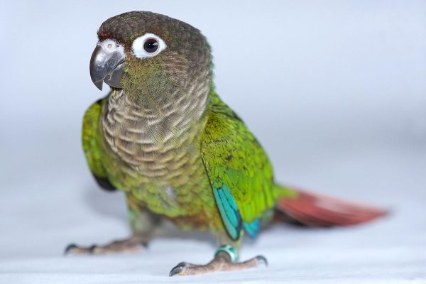 Green-Cheek-Conure-600x400