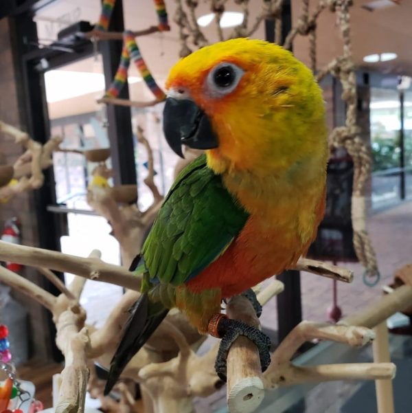 Jenday-Conure-3-600x601