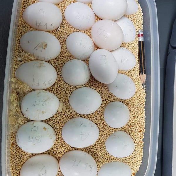 Macaw-Parrot-Eggs-600x600