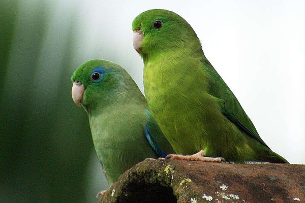 Manu-Parrotlet-600x400
