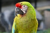Military Macaw