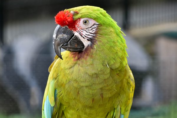 Military-Macaw-2-600x400