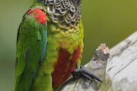 Painted Conure