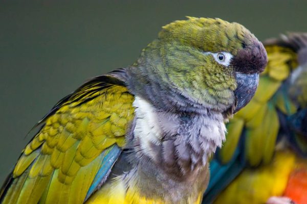 Patagonian-conures-600x400