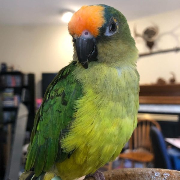 Peach-Fronted-Conure-5-600x600