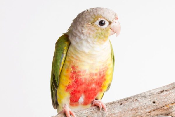 Pineapple-Green-Cheek-Conures-1-600x400