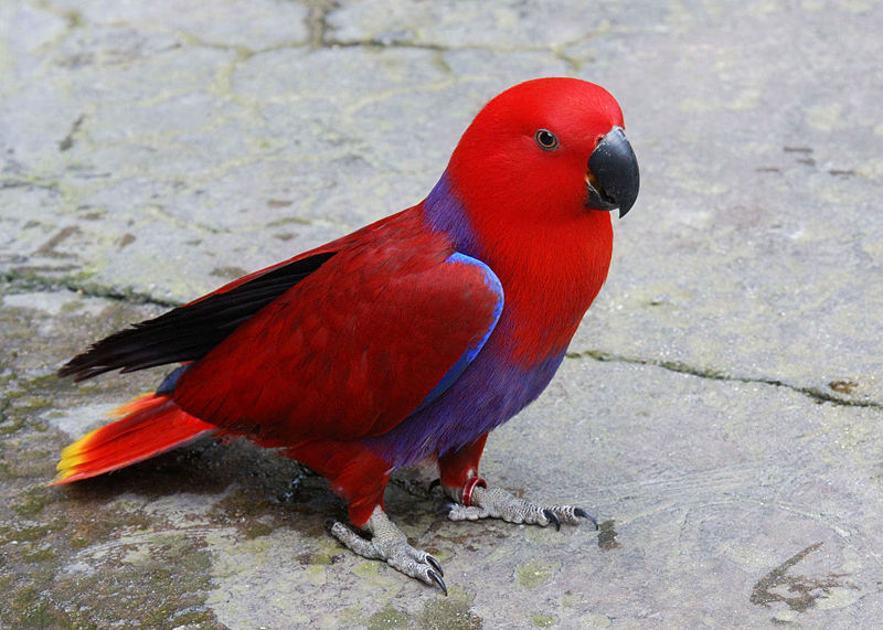 Red-Sided-Eclectus