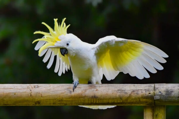 Cacatua galerita or cockie with wings spread wide