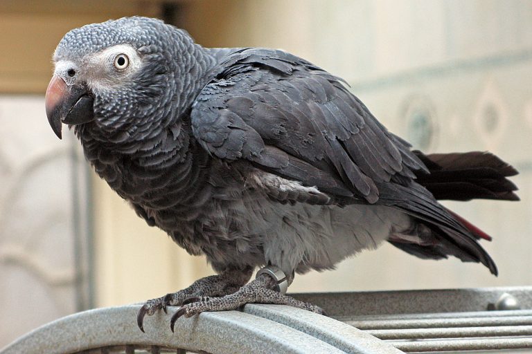 Timneh-African-Grey-Parrot