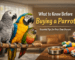 What to know before buying a parrot