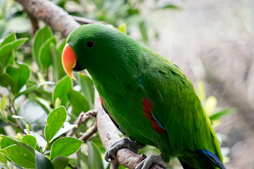 the eclectus parrot is perched on a bush